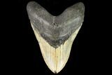 Huge, Fossil Megalodon Tooth - North Carolina #109555-1
